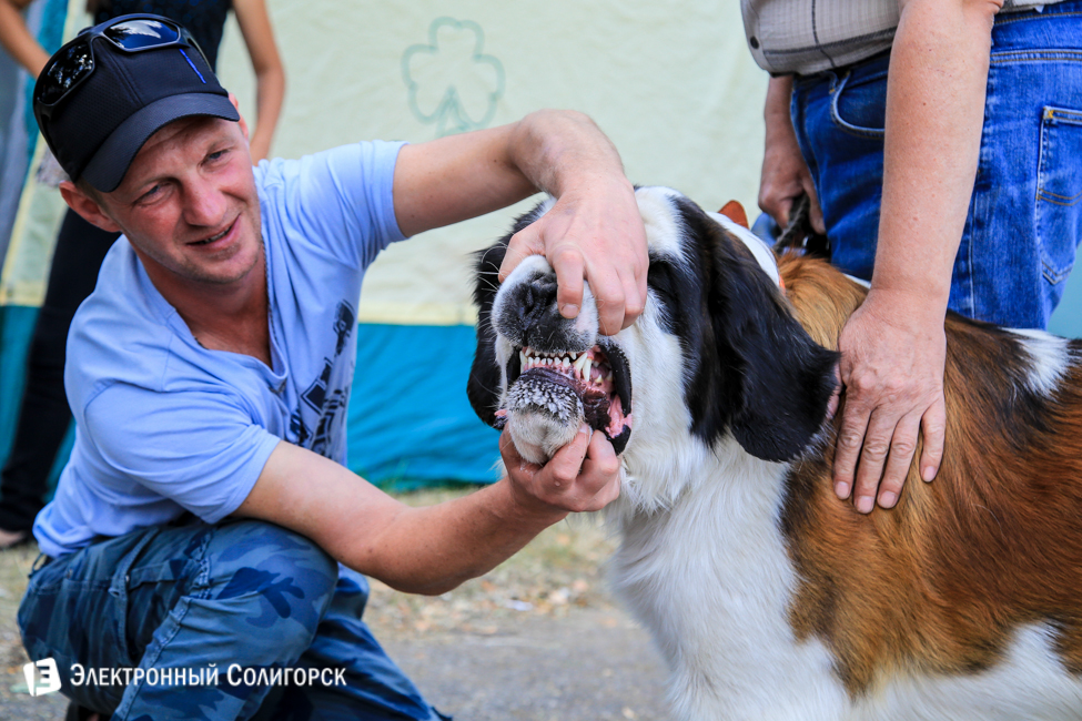 выставка собак в Солигорске
