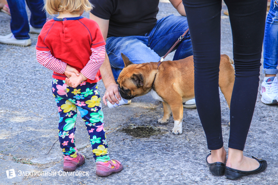 выставка собак в Солигорске
