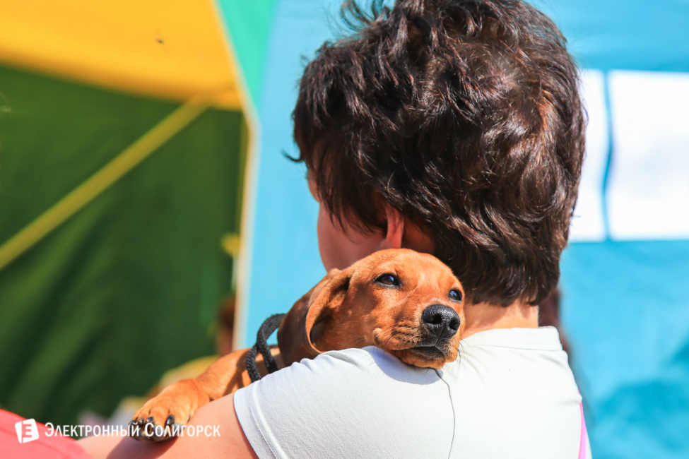 выставка собак в Солигорске