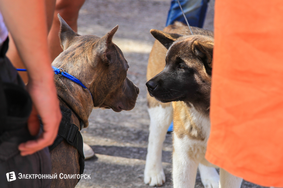 выставка собак в Солигорске