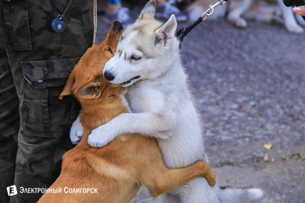 выставка собак в Солигорске