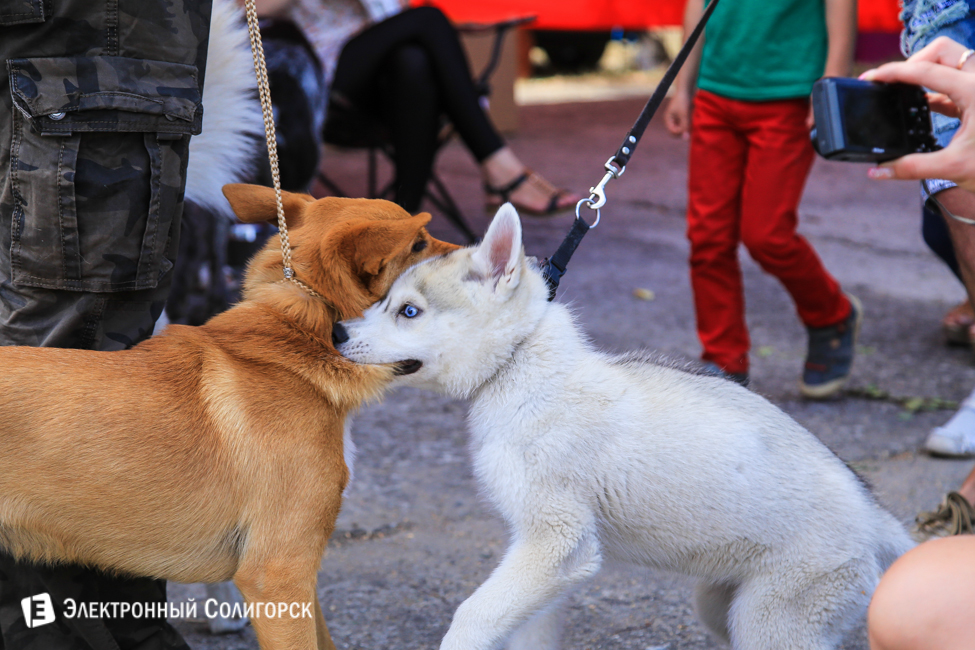 выставка собак в Солигорске