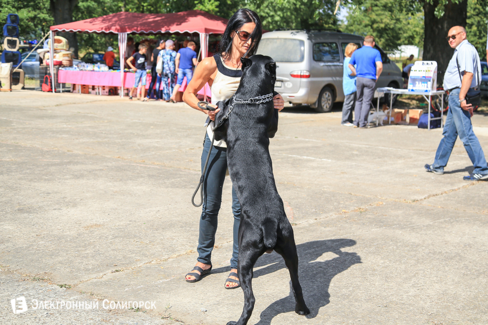выставка собак в Солигорске
