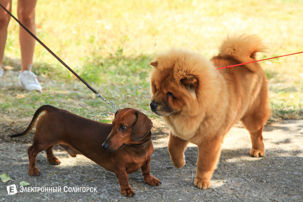 выставка собак в Солигорске