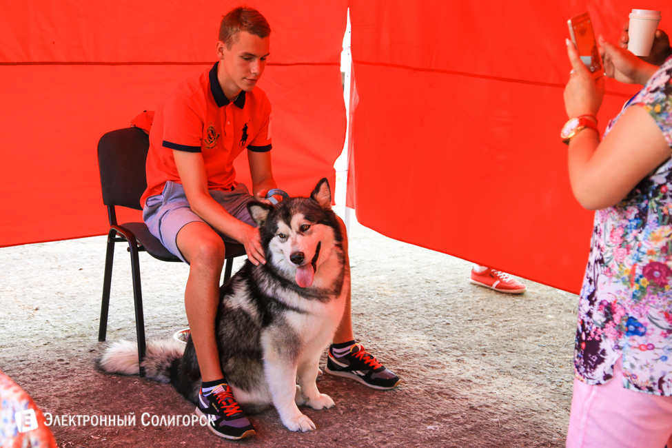 выставка собак в Солигорске