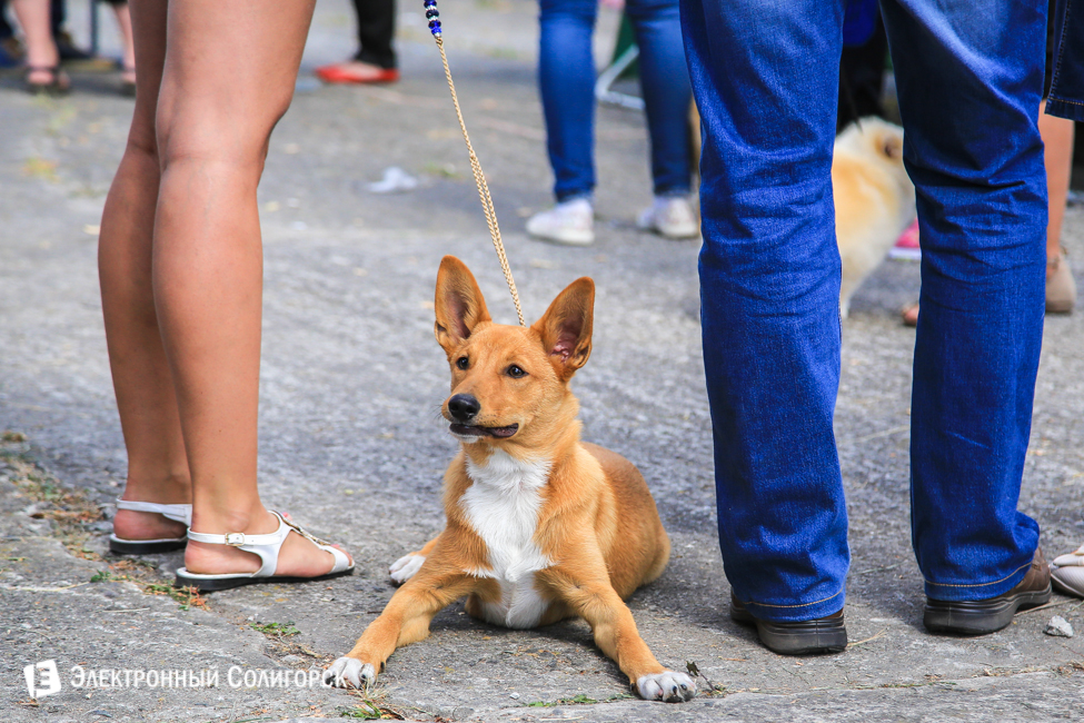 выставка собак в Солигорске