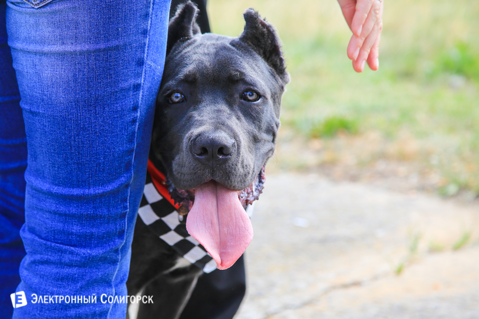 выставка собак в Солигорске