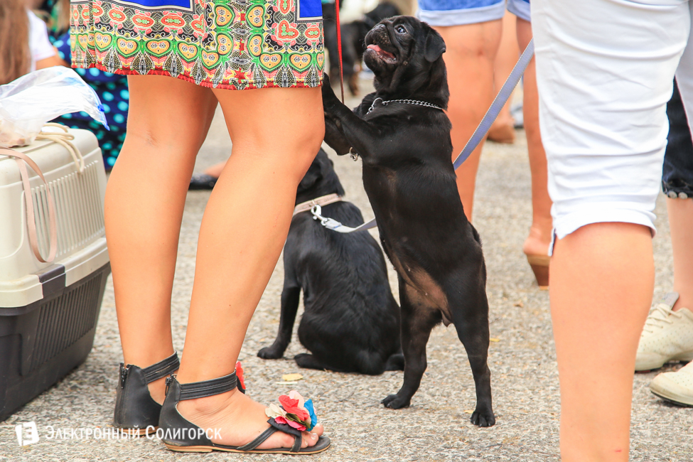 выставка собак в Солигорске