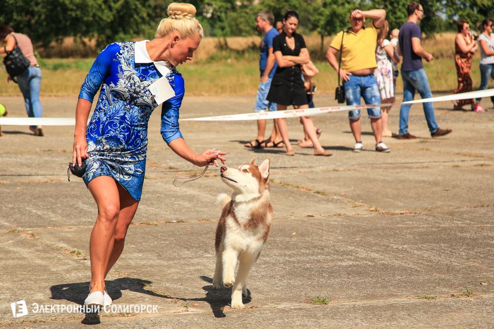 выставка собак в Солигорске