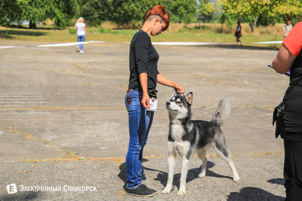 выставка собак в Солигорске