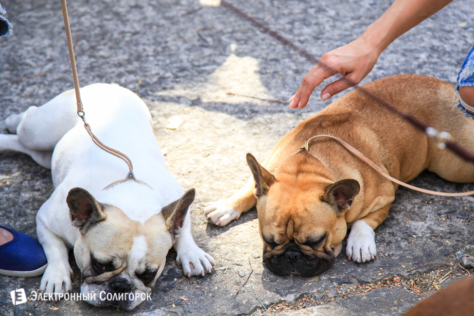 выставка собак в Солигорске