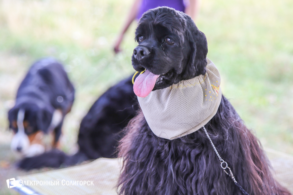 выставка собак в Солигорске