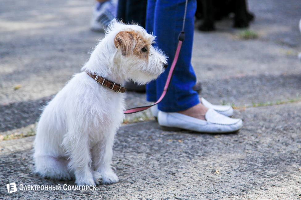 выставка собак в Солигорске