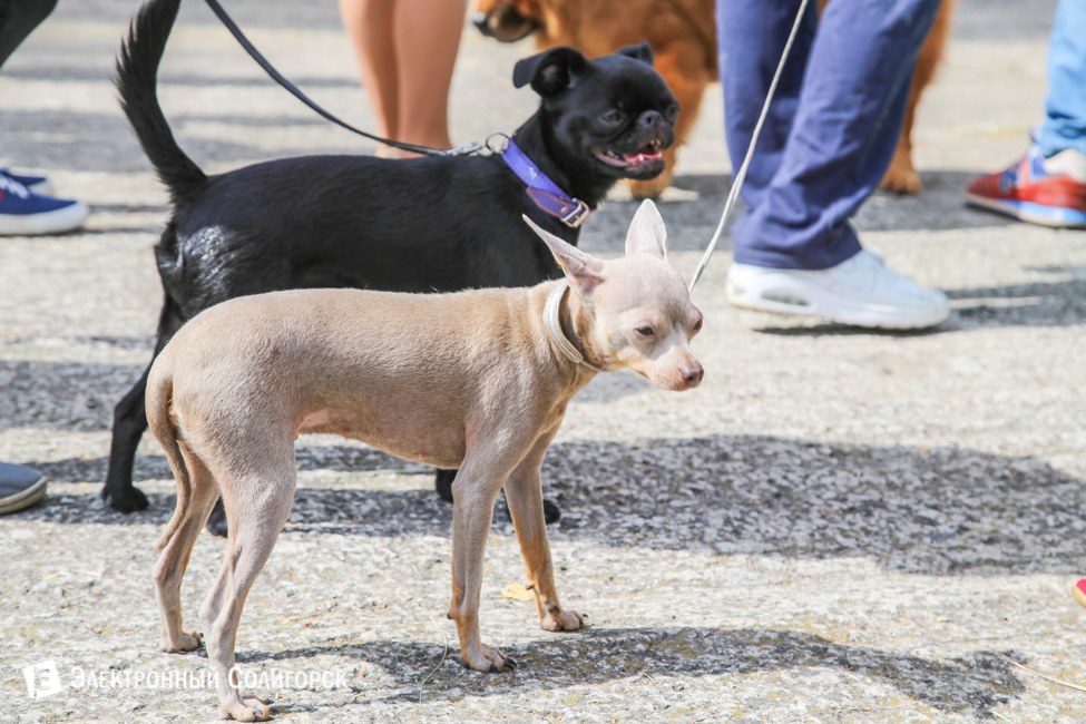 выставка собак в Солигорске