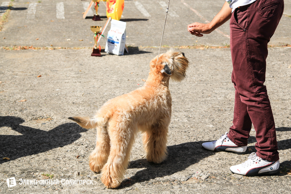 выставка собак в Солигорске