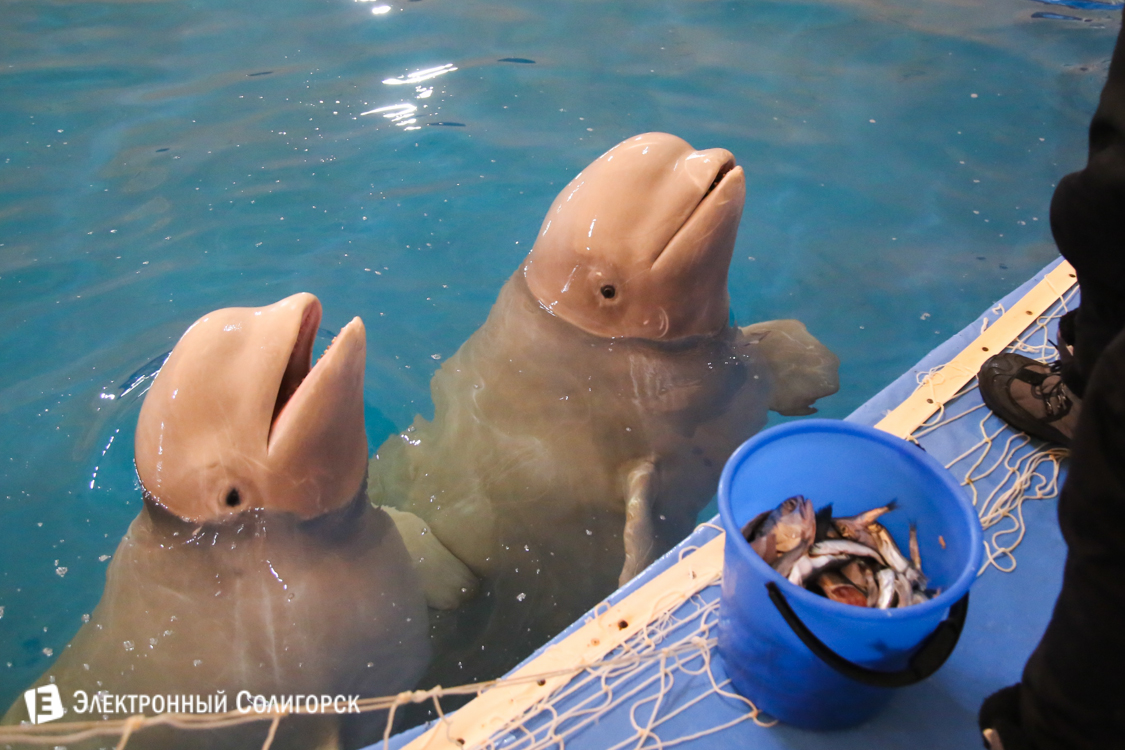 дельфины белухи