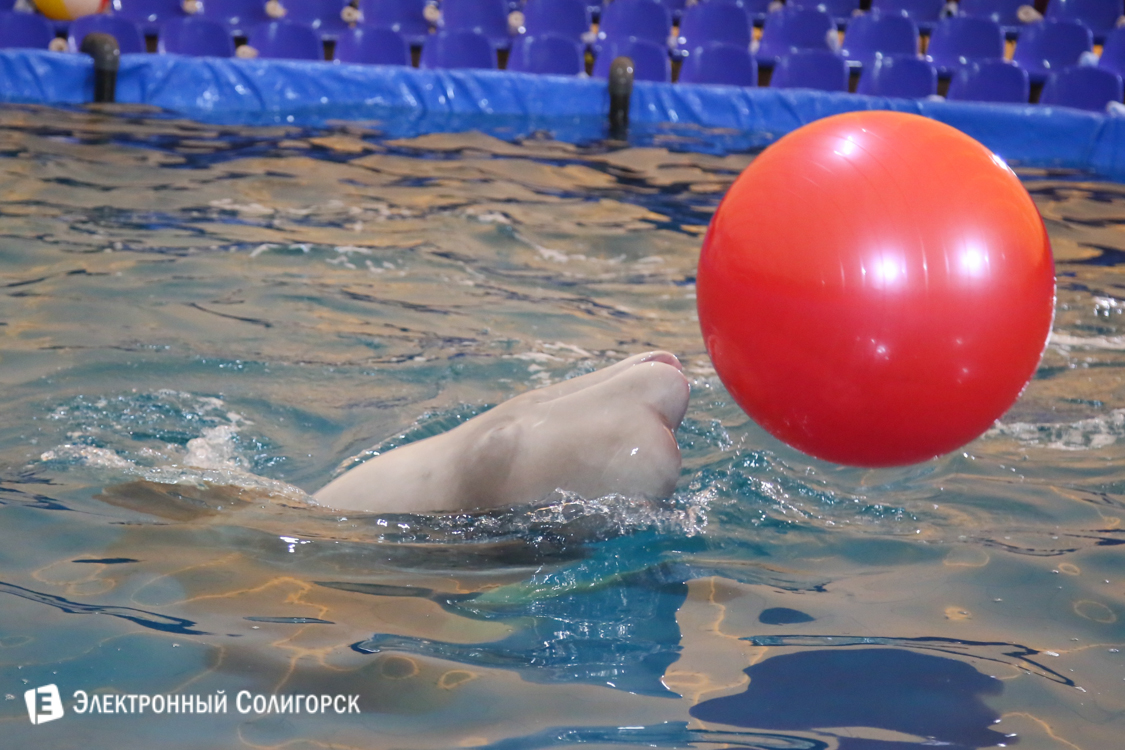 дельфинарий в Солигорске