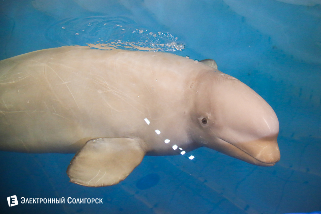 дельфины в Солигорске