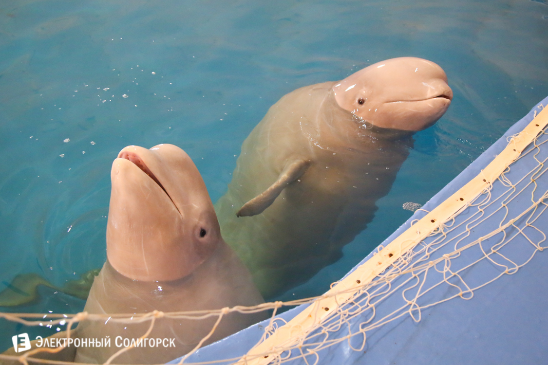 дельфинарий в Солигорске