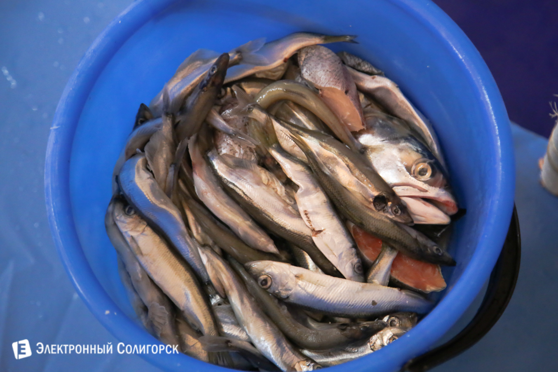 рыба для дельфинов