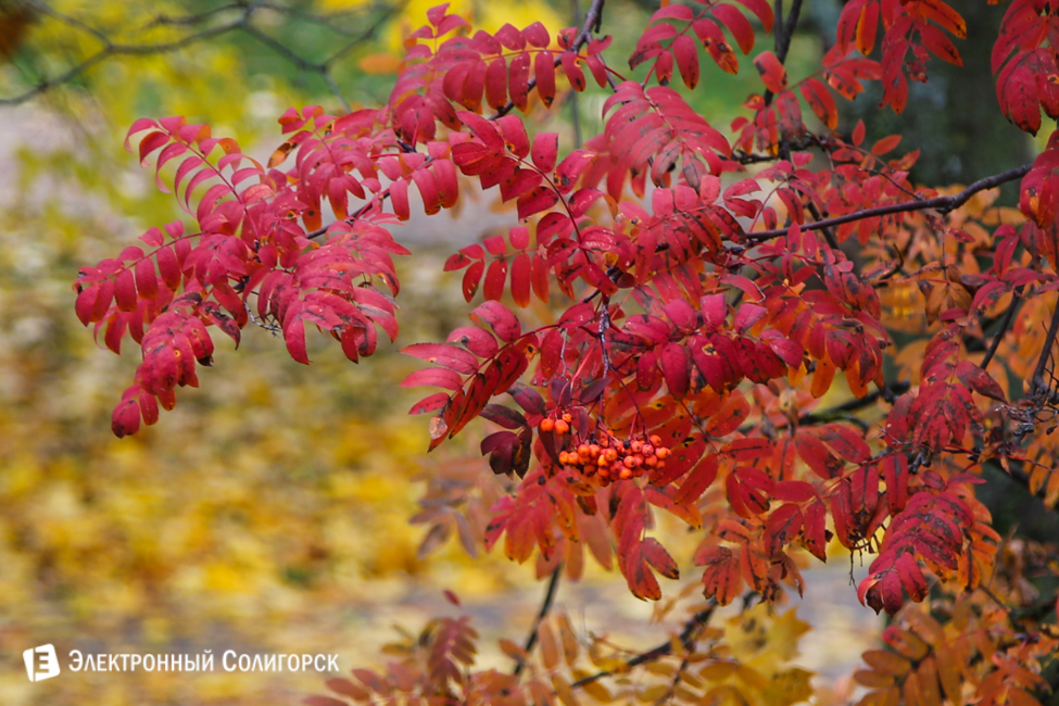 осень в солигорске