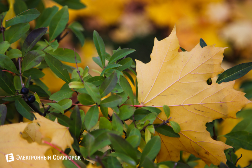 осень в солигорске