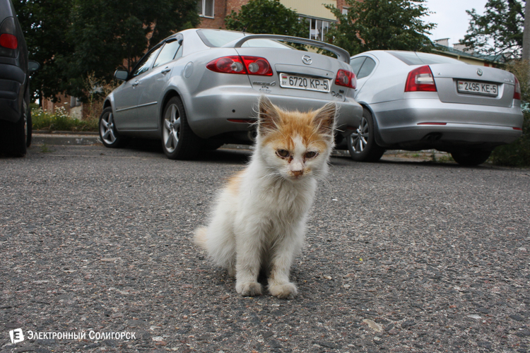 котенок Солигорск