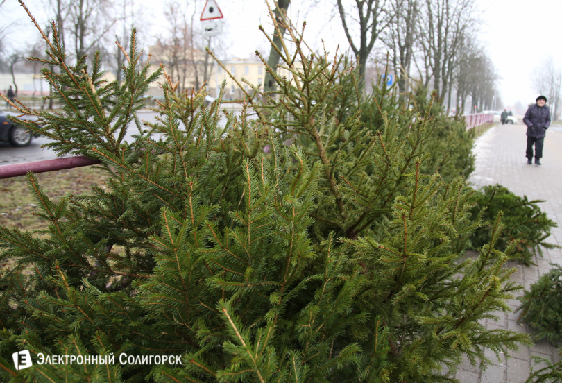елочный базар Солигорск