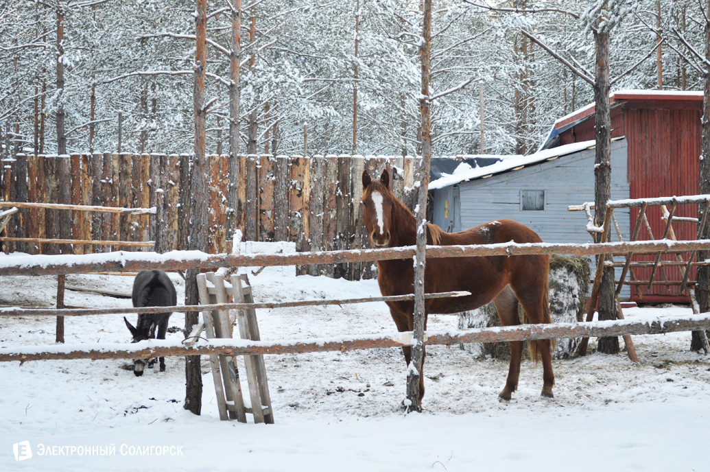 агроусадьба Малиновка Новый год