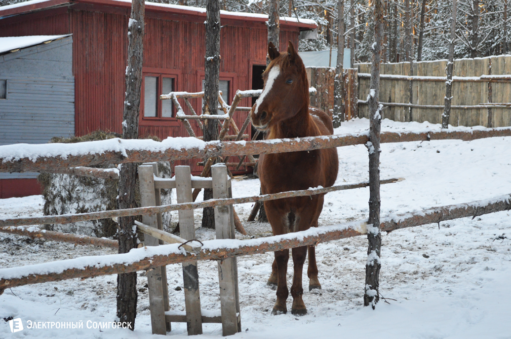 агроусадьба Малиновка Новый год