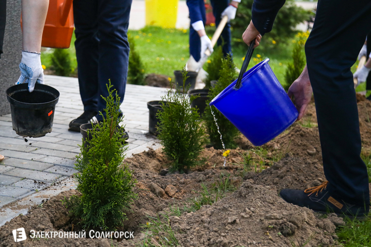 посадка дерьвьев солигорск