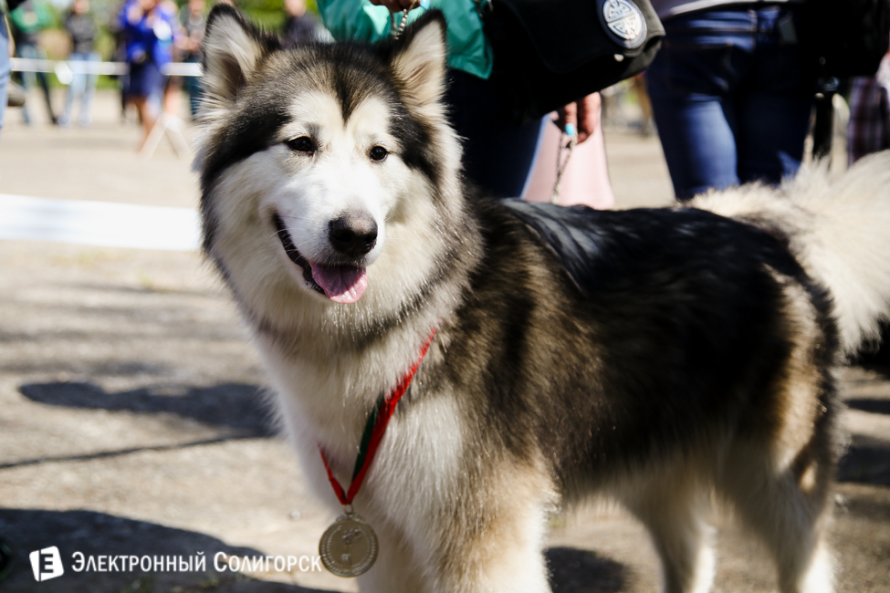 выставка собак в Солигорске