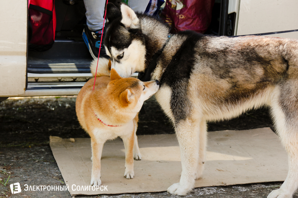 выставка собак в Солигорске