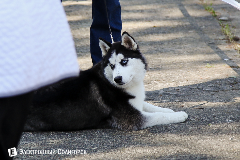 выставка собак в Солигорске