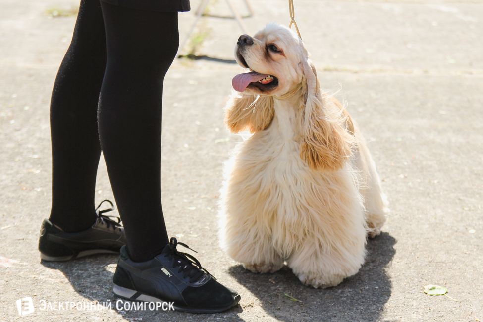 выставка собак в Солигорске