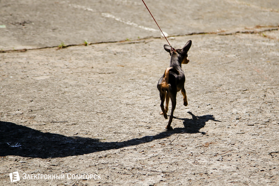 выставка собак в Солигорске