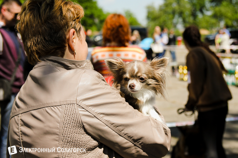 выставка собак в Солигорске
