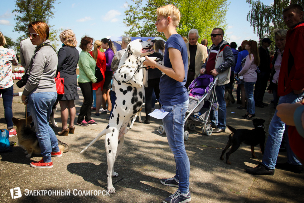 выставка собак в Солигорске