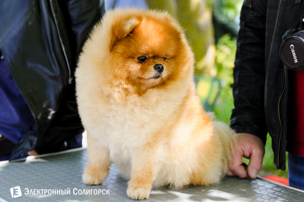 выставка собак в Солигорске