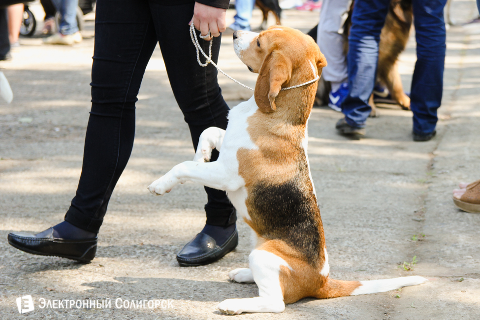 выставка собак в Солигорске