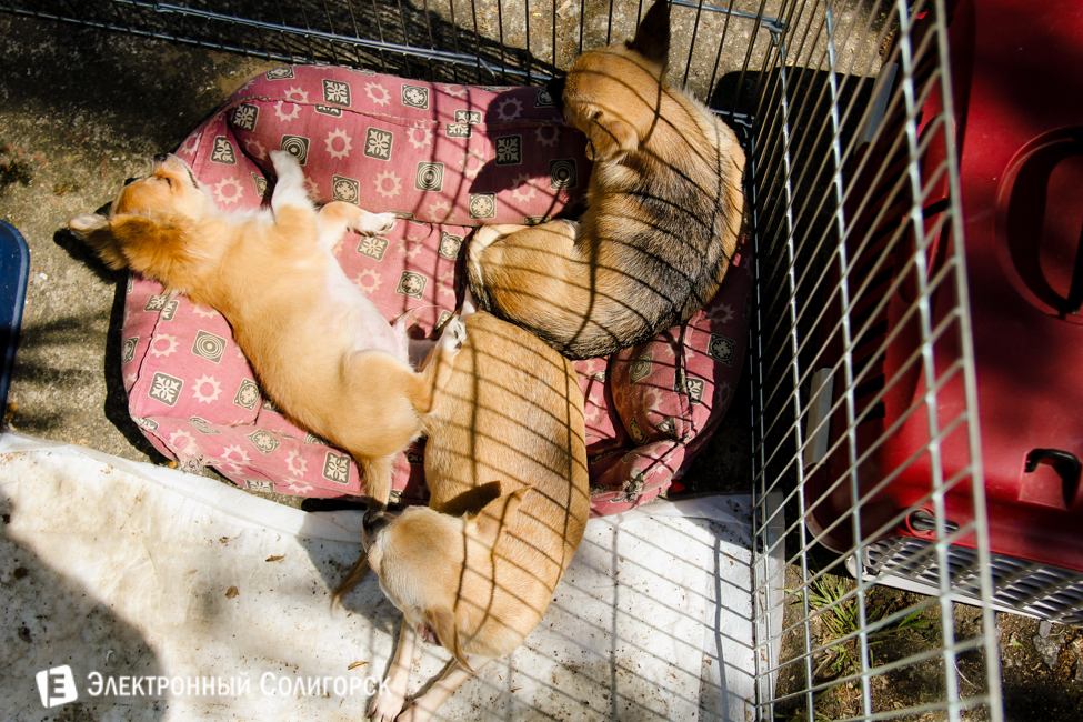 выставка собак в Солигорске