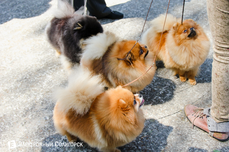 выставка собак в Солигорске