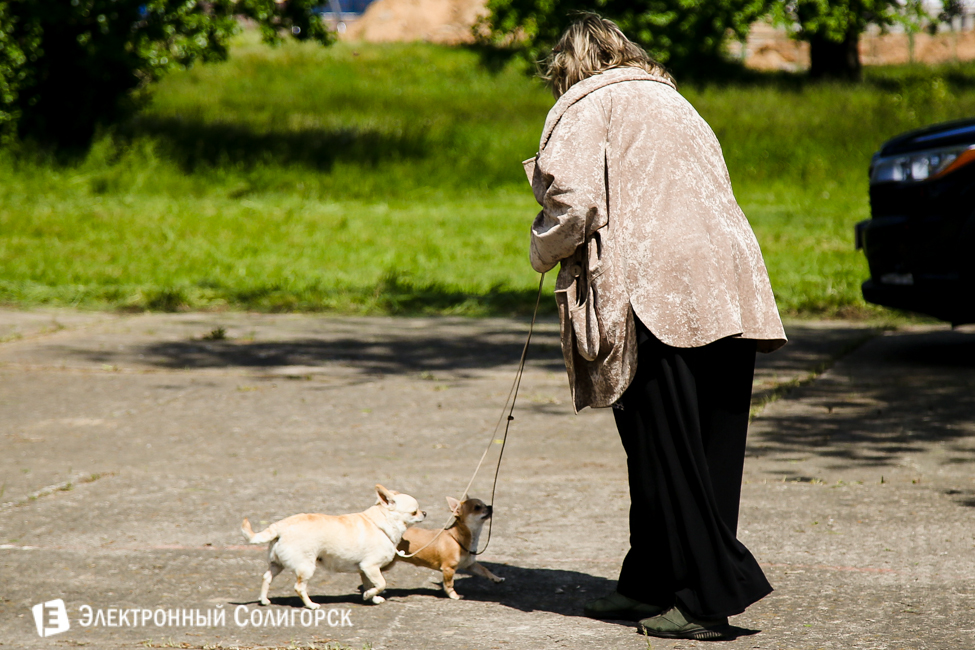 выставка собак в Солигорске