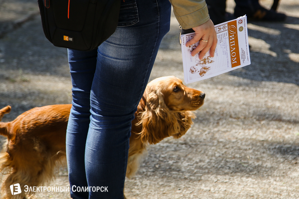 выставка собак в Солигорске