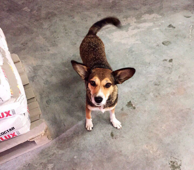 собака строймаркет солигорск