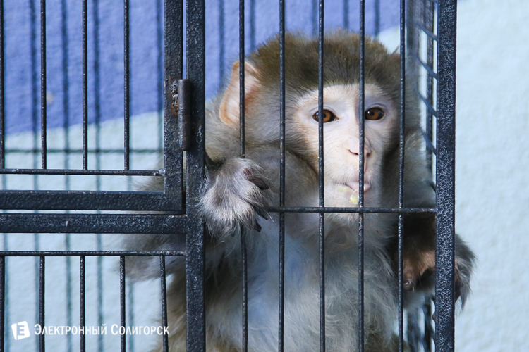 передвижной зоопарк в солигорске
