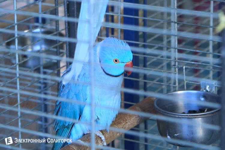 передвижной зоопарк в солигорске