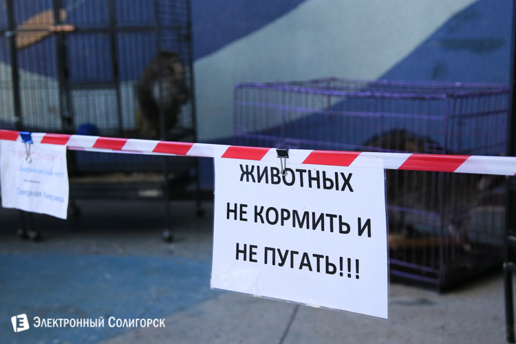 передвижной зоопарк в солигорске