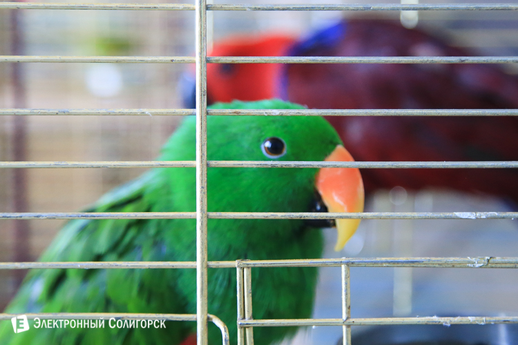 передвижной зоопарк в солигорске