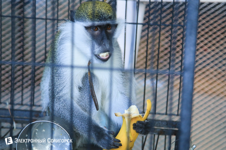 передвижной зоопарк в солигорске
